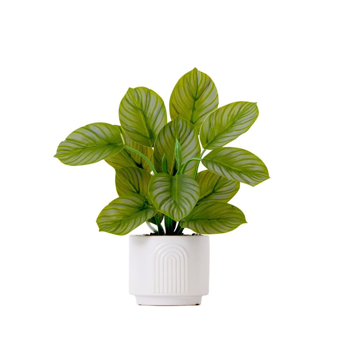 12" Artificial Calathea Plant with Decorative Planter - Ed's Plant Shop