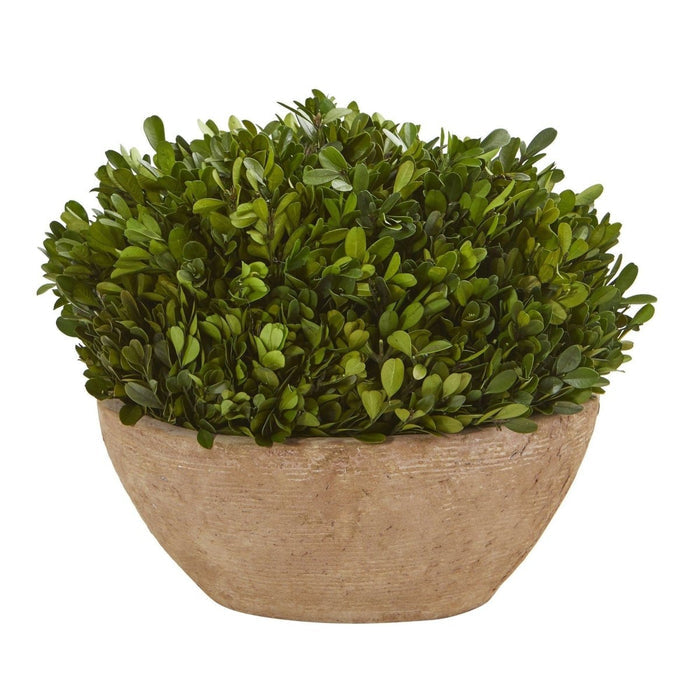 12” Boxwood Preserved Plant in Oval Planter – Elegant Greenery for Any Space - Ed's Plant Shop