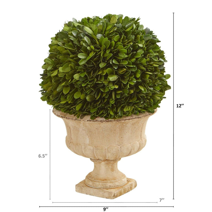 Preserved Boxwood Ball in Decorative Urn - 12" - Ed's Plant Shop