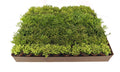 2" Rhipsalis Assortment – Variety Pack of Jungle Cactus