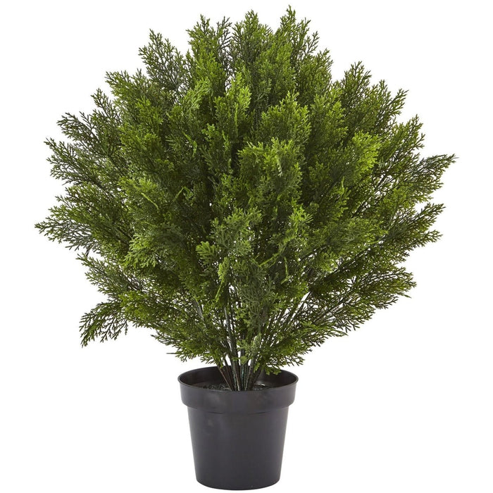 3’ Cedar Bush (Indoor/Outdoor) - Ed's Plant Shop