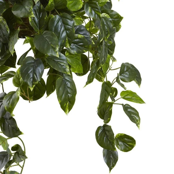 Pothos Hanging Basket UV Resistant - Indoor/Outdoor (36″H × 30″W) - Ed's Plant Shop