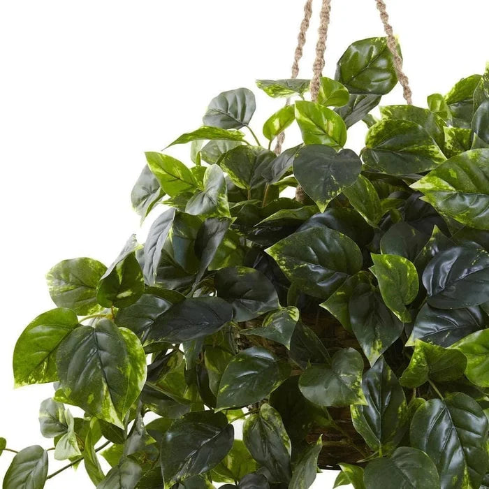 Pothos Hanging Basket UV Resistant - Indoor/Outdoor (36″H × 30″W) - Ed's Plant Shop