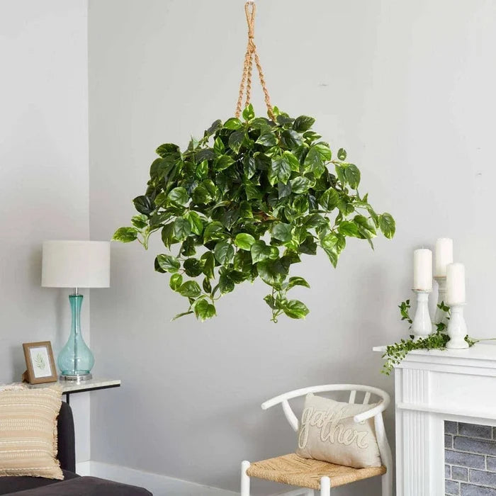 Pothos Hanging Basket UV Resistant - Indoor/Outdoor (36″H × 30″W) - Ed's Plant Shop