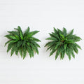 Two green fern plants on a white wooden surface