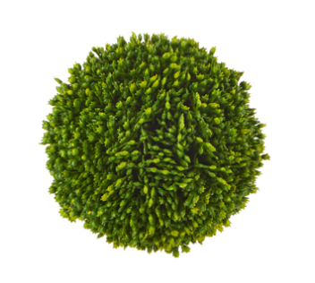 5.5" Sedum Ball