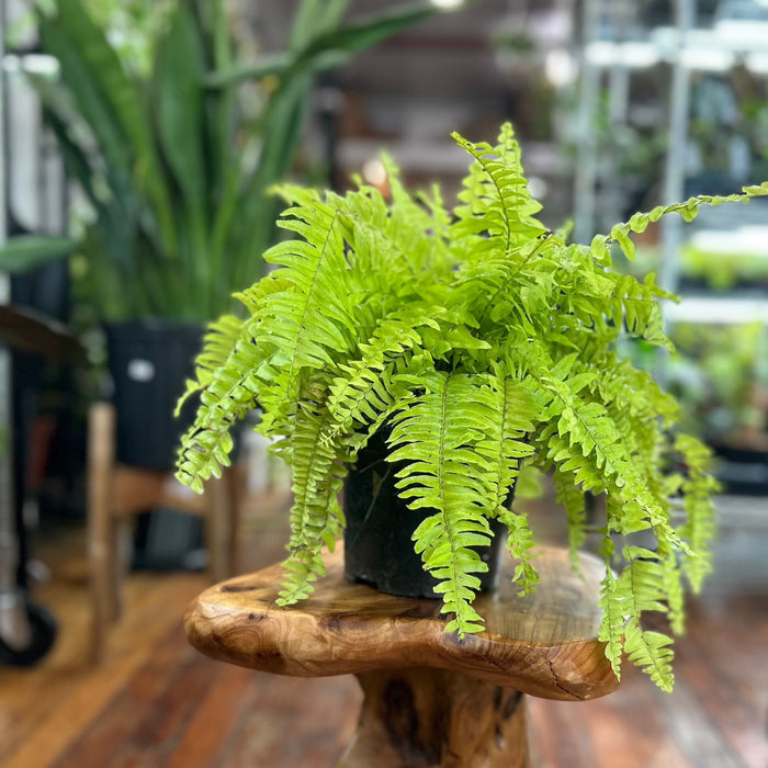 Golden Boston Fern - Ed's Plant Shop