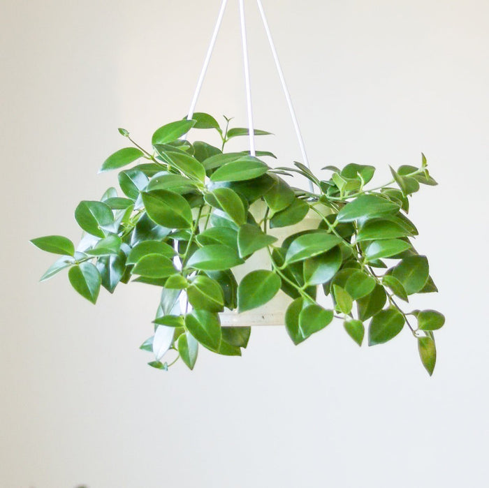 Aeschynanthus Radicans - Lipstick Plant - Various Hanging Basket Sizes - Ed's Plant Shop