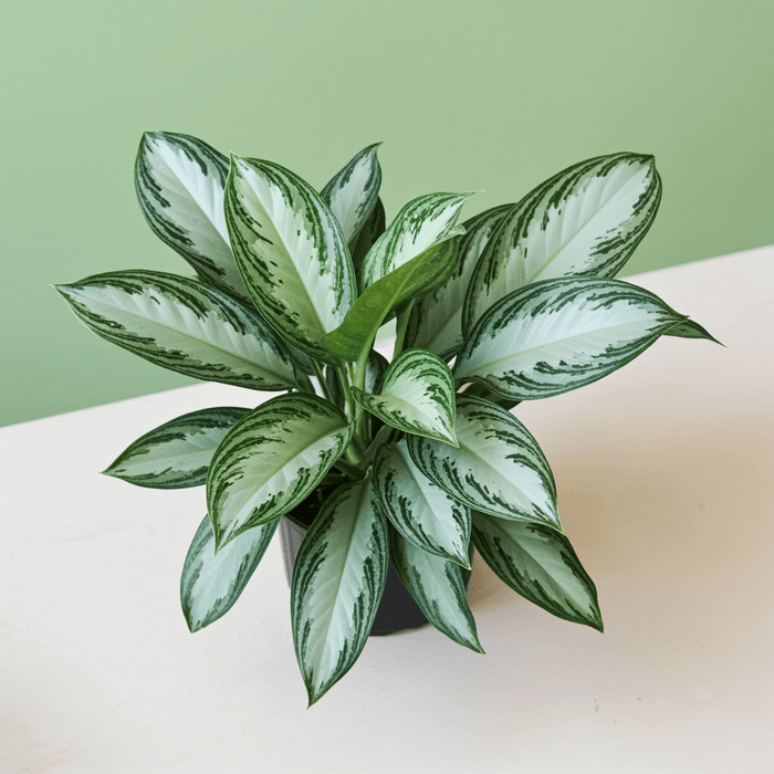 Potted Aglaonema Silver Bay with green and white leaves on a light surface with a green background