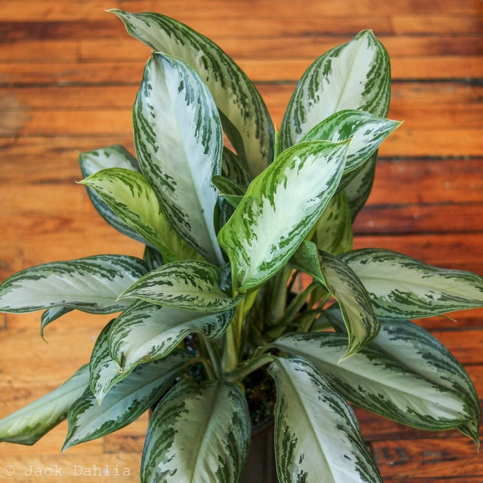 Aglaonema Silver Bay Chinese Evergreen with silver and green patterned leaves on wooden floor background.