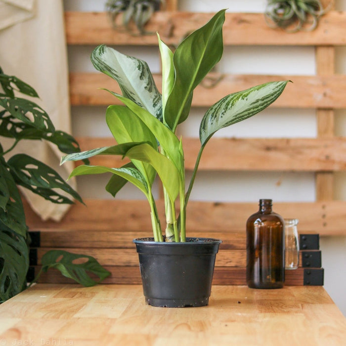 Aglaonema Silver Bay Chinese Evergreen with silver and green patterned leaves on wooden surface