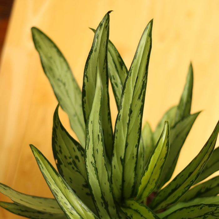 Aglaonema ‘Cutlass’ - Ed's Plant Shop