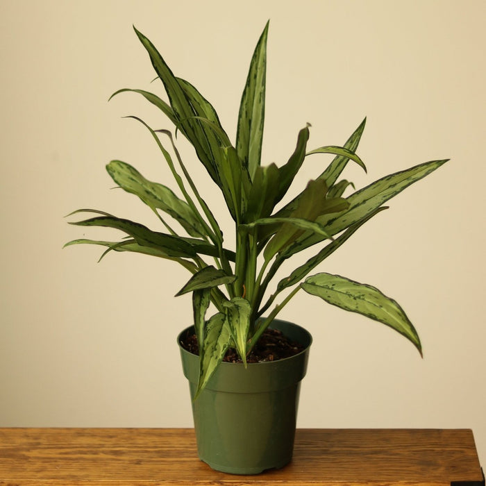 Aglaonema ‘Cutlass’ - Ed's Plant Shop