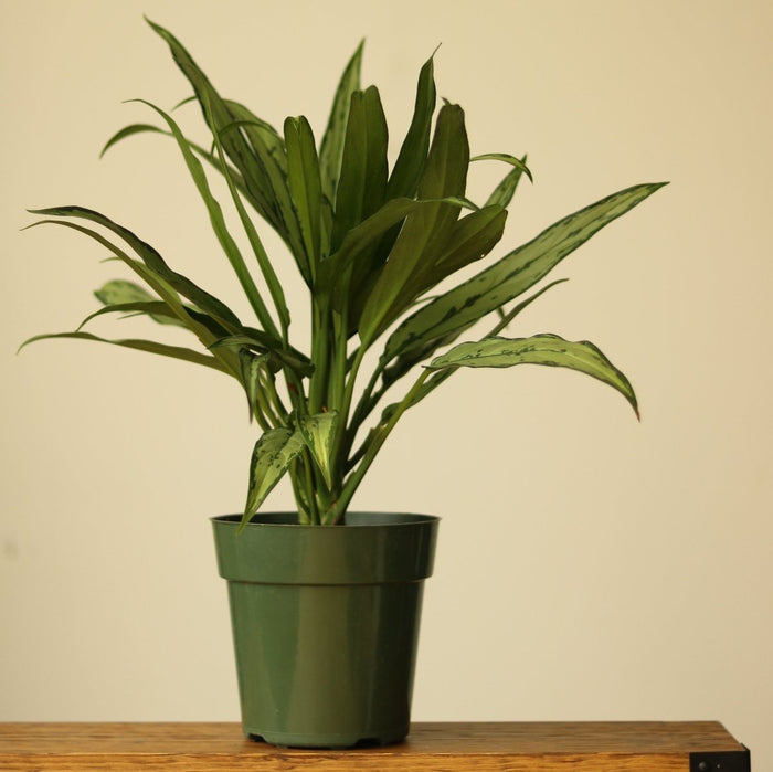Aglaonema ‘Cutlass’ - Ed's Plant Shop