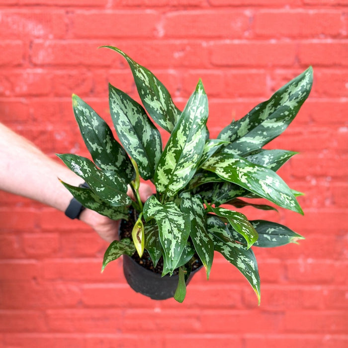 Aglaonema ‘Maria’ Emerald Beauty Chinese Evergreen with silver‑streaked lanceolate leaves against a red brick background