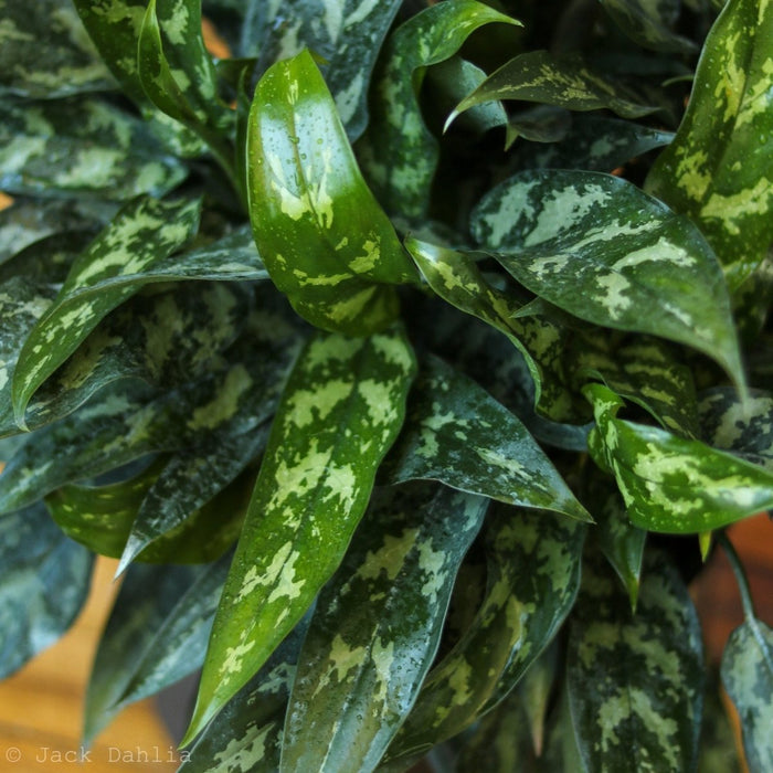 Close-up of Aglaonema Maria Emerald Beauty foliage showing dark green leaves with silvery variegation.