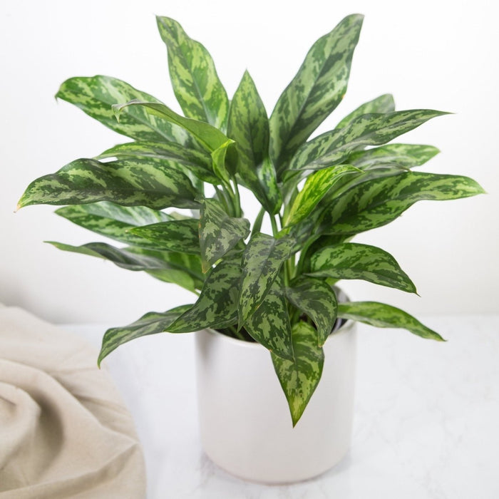 Aglaonema commutatum ‘Maria’ Emerald Beauty with silver‑streaked lanceolate leaves in a ceramic indoor planter