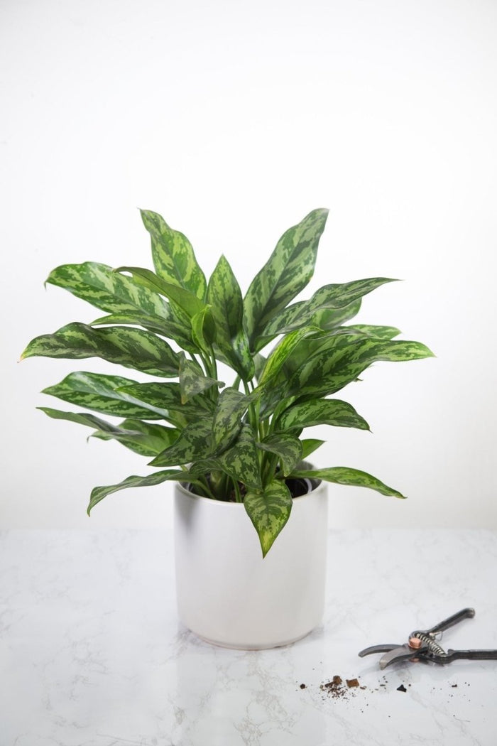 Aglaonema commutatum ‘Maria’ Chinese Evergreen with silver‑streaked lanceolate leaves in a ceramic indoor planter