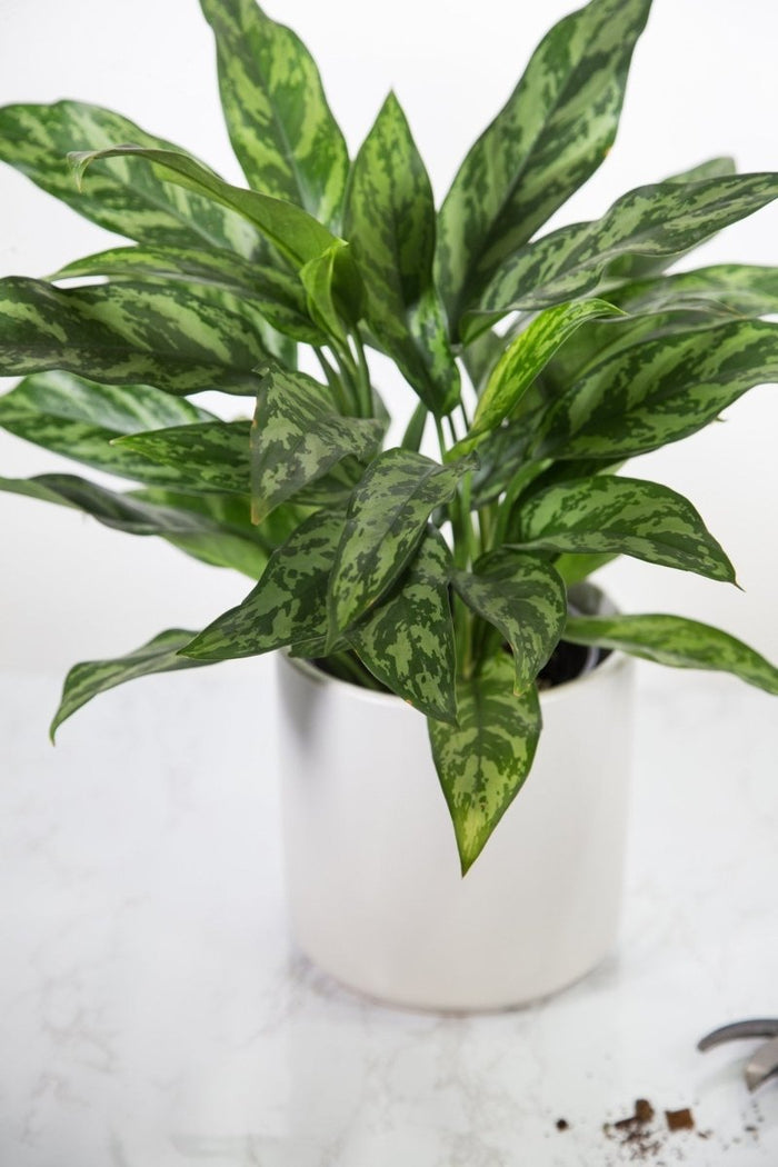 Aglaonema commutatum ‘Maria’ Emerald Beauty with silver‑streaked lanceolate leaves in a ceramic indoor planter
