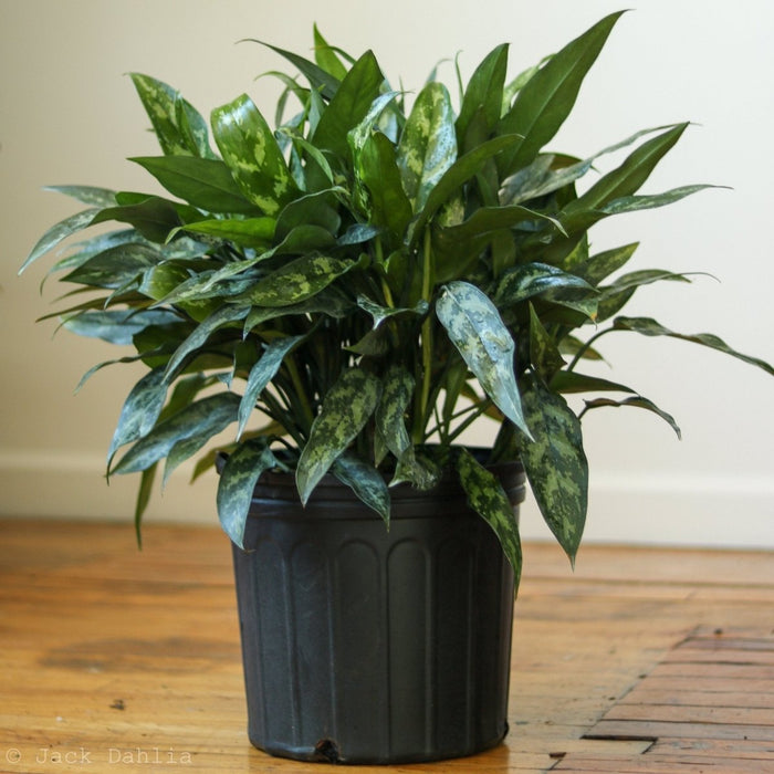 Aglaonema Maria Emerald Beauty Chinese Evergreen in black pot on hardwood floor, lush green foliage.
