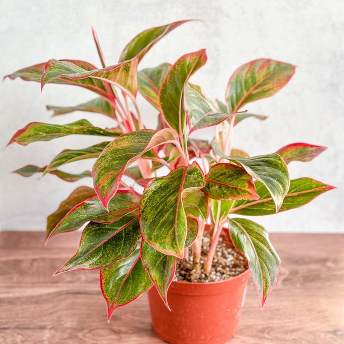 1. Aglaonema ‘Siam Aurora Red’ with pink-red leaf edges in an 8-inch nursery pot