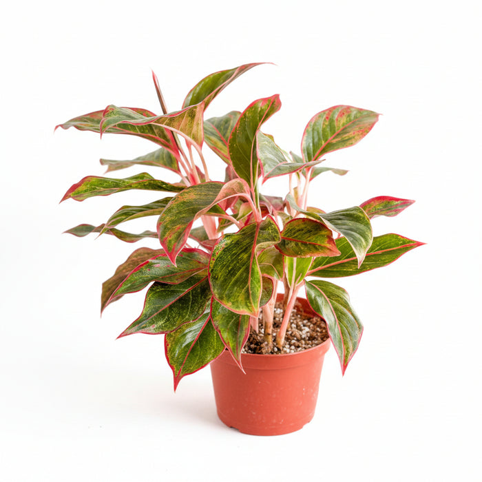 Aglaonema Siam Aurora Red full plant with multiple red-edged stems and tropical palm backdrop, showing natural upright growth habit