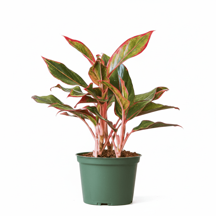 Aglaonema Siam Aurora – Google Feed Product Photo