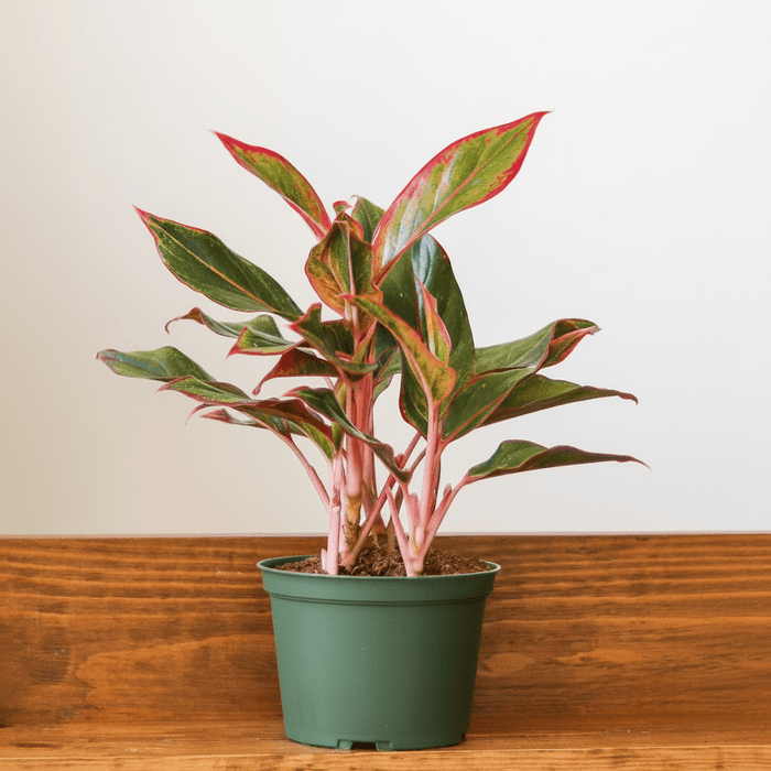 Aglaonema Siam Aurora plant with red and green variegated leaves in green nursery pot on wooden surface.