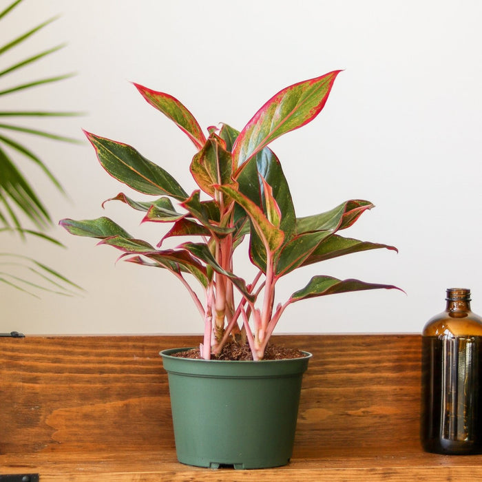 Aglaonema Siam Aurora plant with red and green variegated leaves in green nursery pot on wooden surface.