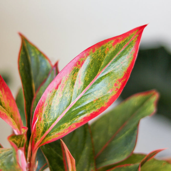 lose-up of Aglaonema Siam Aurora Red leaf showing vivid red edges and pink-flushed green center against soft background