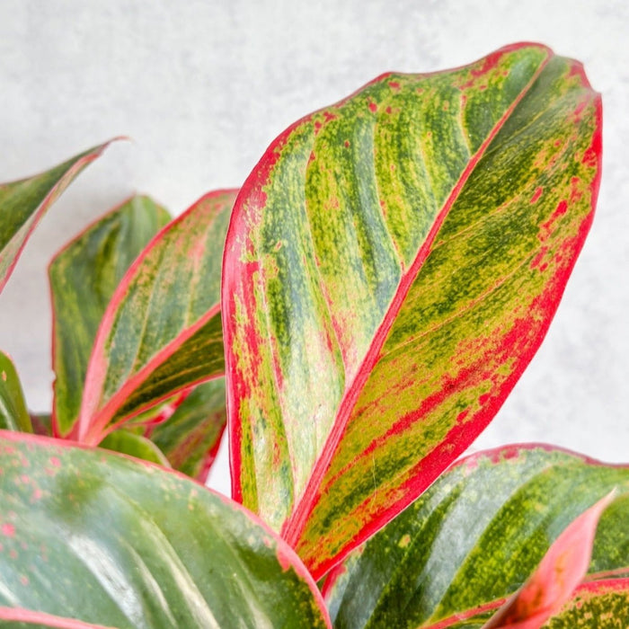 Macro detail of Aglaonema Siam Aurora Red foliage showing streaked red and lime-green variegation across multiple leaves