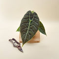 Close-up of scalloped leaf edges and high-contrast vein structure on Alocasia 'Watsoniana'