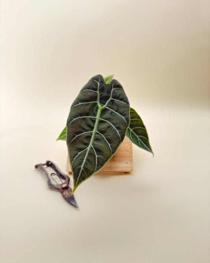 Alocasia 'Watsoniana' – Jewel Alocasia with White Veins & Scalloped Leaves - Ed's Plant Shop