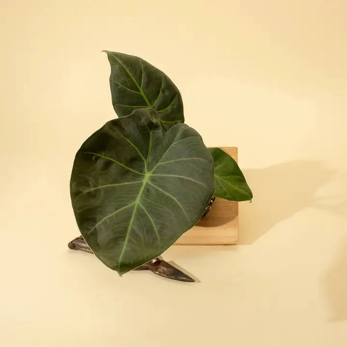 Alocasia x ‘Regal Shield’ - Regal Shield Alocasia - Ed's Plant Shop