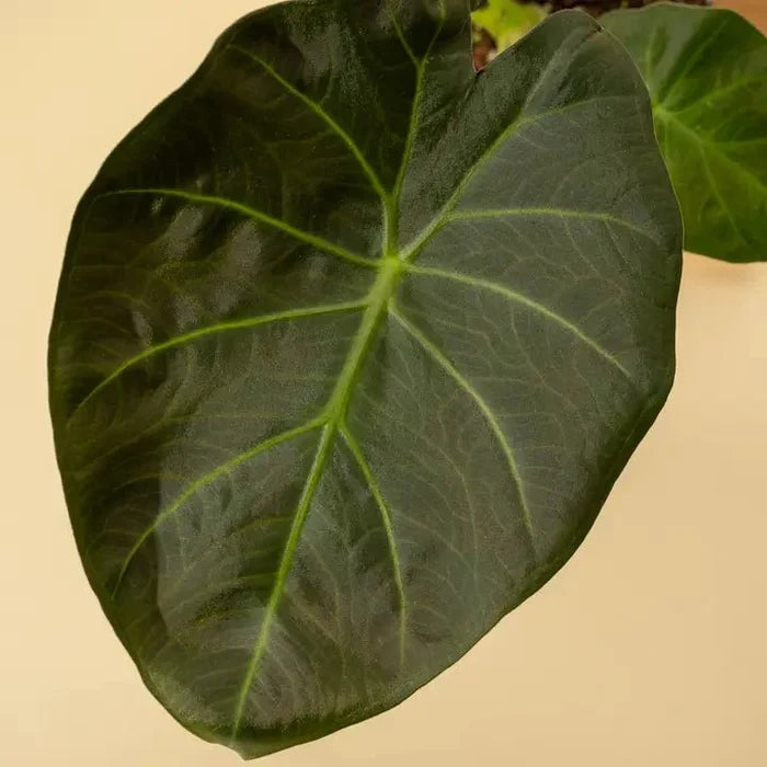Alocasia x ‘Regal Shield’ - Regal Shield Alocasia - Ed's Plant Shop