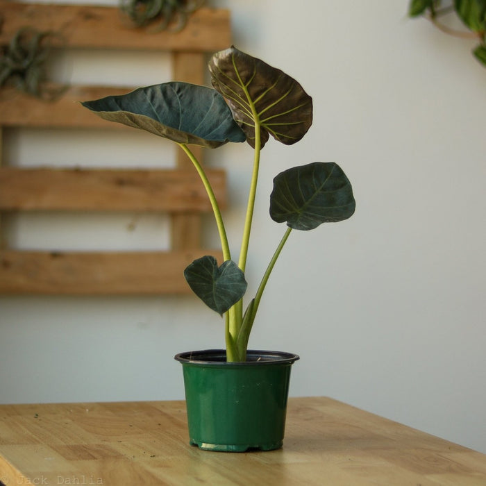 Alocasia x ‘Regal Shield’ - Regal Shield Alocasia - 10 Inch - Ed's Plant Shop