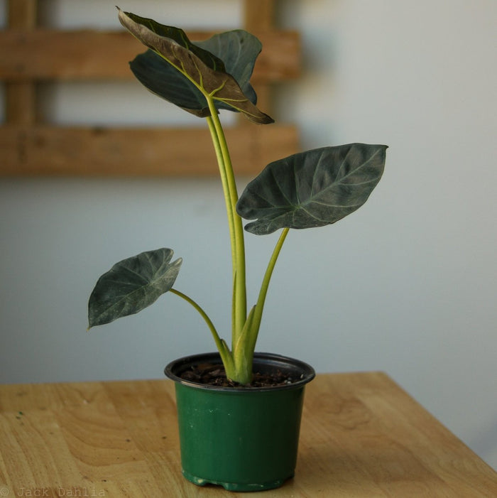 Alocasia x ‘Regal Shield’ - Regal Shield Alocasia - 10 Inch - Ed's Plant Shop