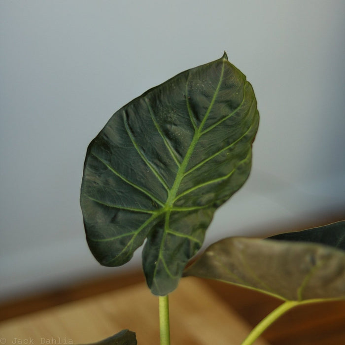 Alocasia x ‘Regal Shield’ - Regal Shield Alocasia - 10 Inch - Ed's Plant Shop