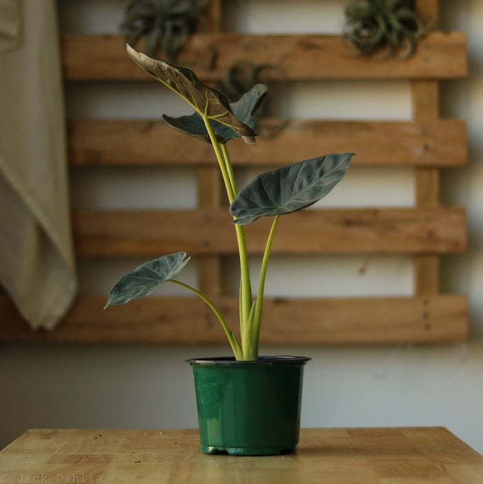 Alocasia x ‘Regal Shield’ - Regal Shield Alocasia - 10 Inch - Ed's Plant Shop