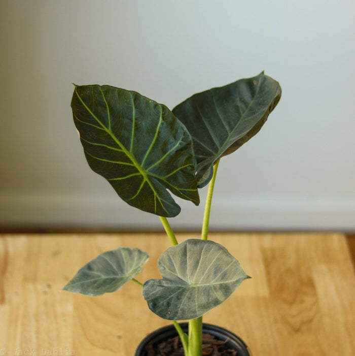 Alocasia x ‘Regal Shield’ - Regal Shield Alocasia - 10 Inch - Ed's Plant Shop