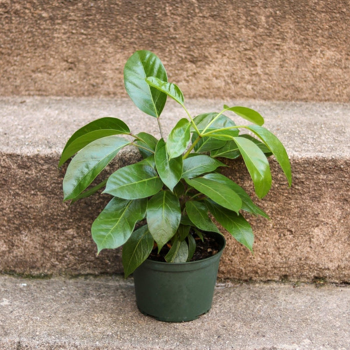 Alpine Schefflera (Schefflera alpina) potted plant with umbrella-like foliage in bright indirect light