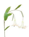 Angel's Trumpet | Available in 6 Colors