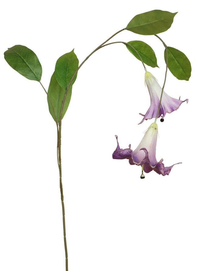 Angel's Trumpet | Available in 6 Colors