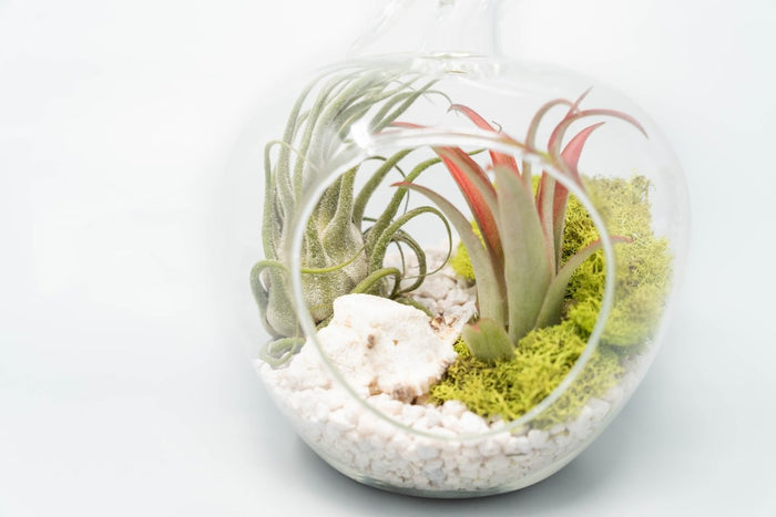 Apple Terrarium with Pebble Kit and Tillandsia Air Plants - Ed's Plant Shop