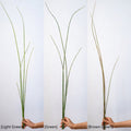 Green / One Bunch