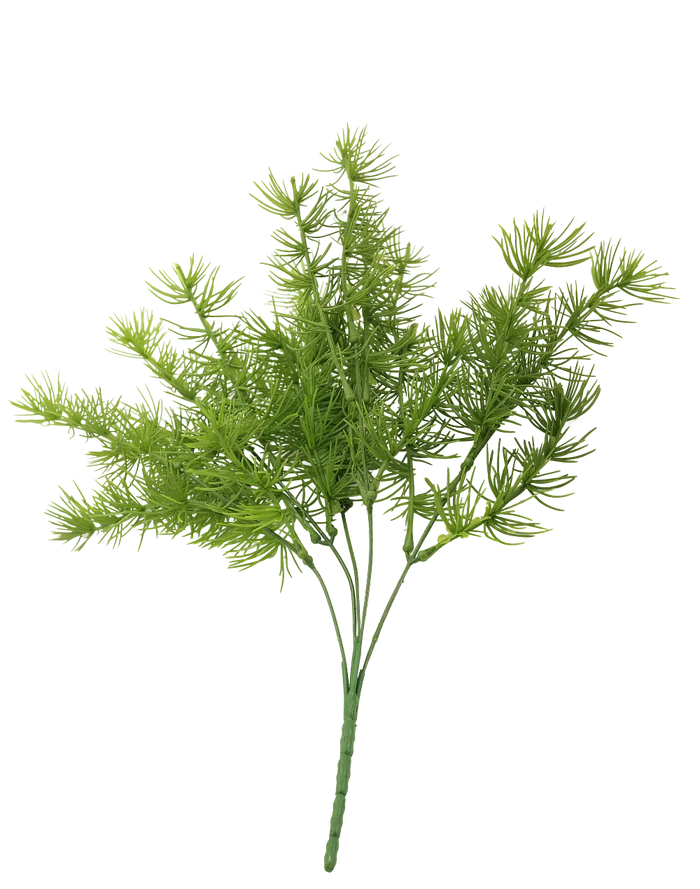 Asparagus Fern Bush