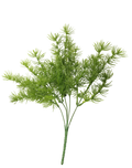 Asparagus Fern Bush