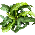 A potted Hurricane Fern with vibrant green, wavy, ruffled leaves, shown against a solid white background.