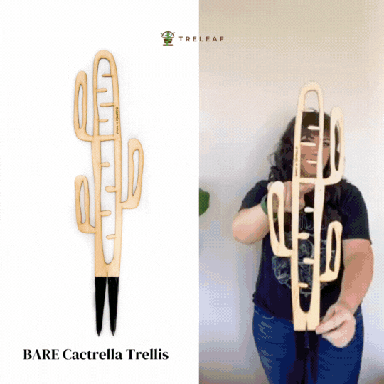 BARE™ Cactrella™ Customizable wooden plant support Inspired by the Barrel Cactus - Ed's Plant Shop
