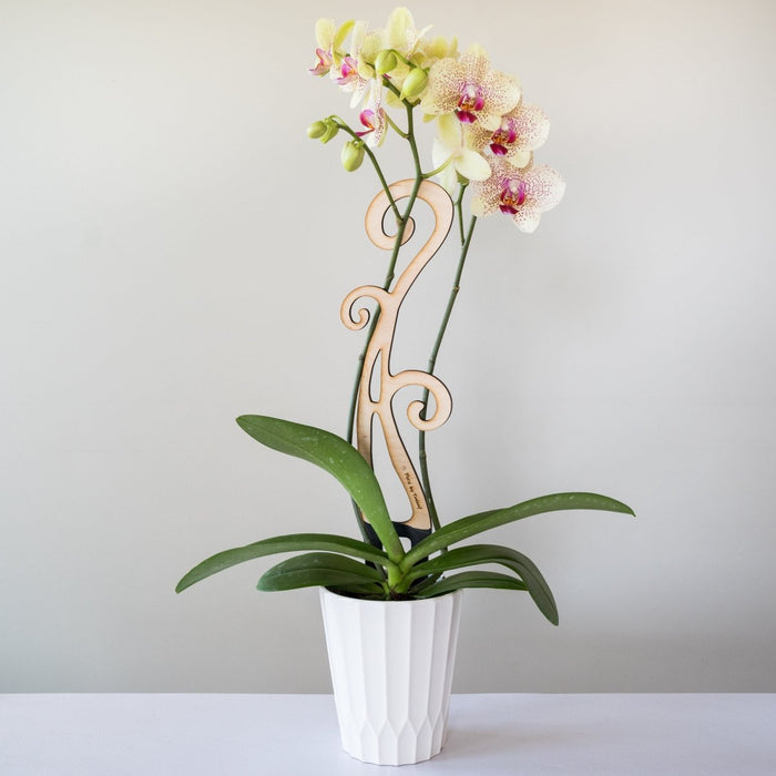 BARE™ Flora™ – Customizable Wooden Floral Plant Trellis for Indoor Climbing Plants - Ed's Plant Shop